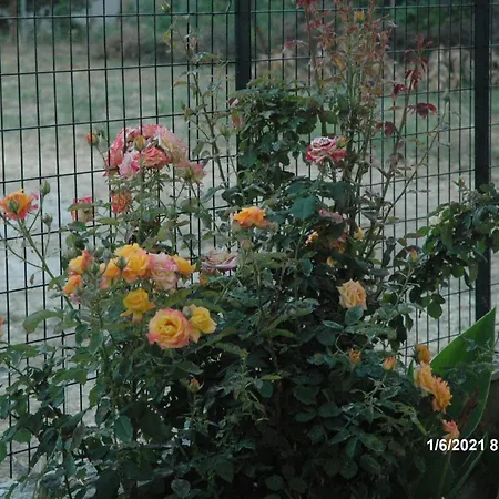 Mare Mare Thalassa A * פאטרה