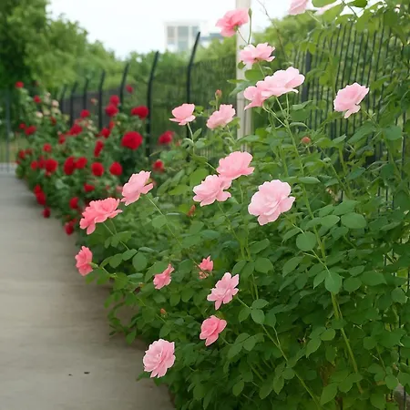 Mare Mare Thalassa A פאטרה