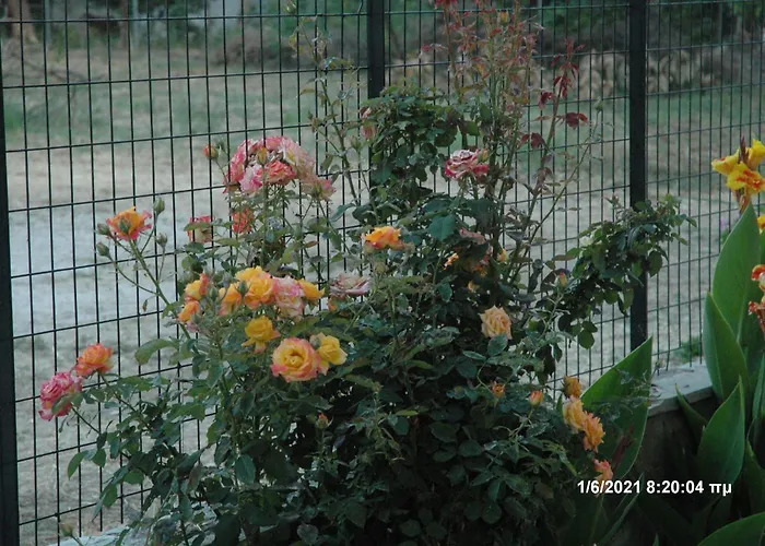 Mare Mare Thalassa A * Pátra