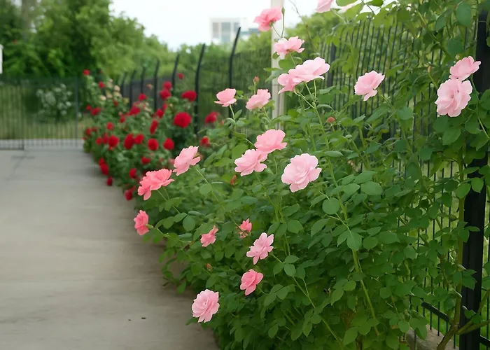 Mare Mare Thalassa A Pátra